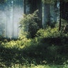redwood_forest