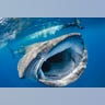 Whale Shark
