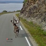 Reindeer Photobomb