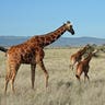 A Herd of Giraffes in Kenya