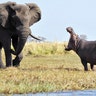 <b>Hippo vs. Elephant</b>