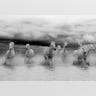 Camargue horses.