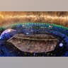 rio_opening_ceremonies_fish_theme