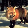 rocky_red_fox