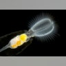 rotifer_stephanoceras