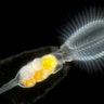 rotifer_stephanoceras