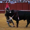 Peruvian bullfighter Andres Roca Rey is gored by a bull during a bullfight at the Malagueta bullring in Malaga, southern Spain.
