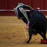 Peruvian bullfighter Andres Roca Rey is gored by a bull during a bullfight at the Malagueta bullring in Malaga, southern Spain.