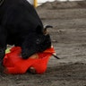A participant is gored by a bull during a traditional bullfighting festival called 