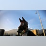 A protester wears a horse-themed mask over a tear gas mask during clashes with riot security forces