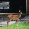 A deer stands in the driveway of a house as it escapes high flooding water from the San Jacinto River in Conroe, Texas