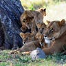 Serengeti National Park, Tanzania