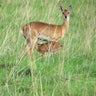 The Shy Oribi