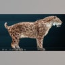 Saber-Tooth Cat