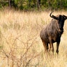 safari_Frontfacing_wildebeesta