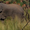 safari_elephant_sidea