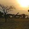 safari_giraffe_sunseta