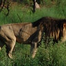 safari_lion_sideviewa