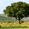 safari_savannah_animalsgrazinga