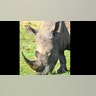 safari_white_rhino_nosea