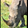 safari_white_rhino_nosea