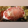 sea_slug_disposable
