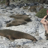 sealions