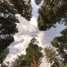 sequoia_sequoia