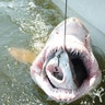 <b>San tiger shark vs. Dogfish shark vs. Bait fish</b>