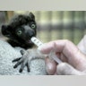 sifaka