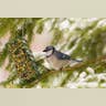 Create a Bird Sanctuary