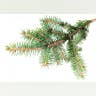 Insulate Perennials
