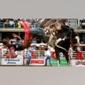 slideshow_1002226886_Calgary_Stampede_Rodeo_2_