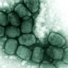 smallpox virus micrograph