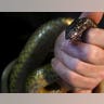 snake