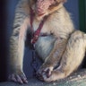 spider_monkey