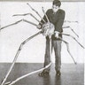Largest Arthropod