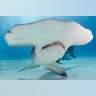 The Hammerhead Shark, head on