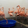 Flamingos are sheltered from Hurricane Florence at Riverbanks Zoo and Garden in Columbia, South Carolina, Thursday