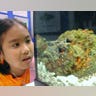 stonefish