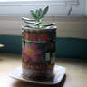 Tin Can Succulent Planter