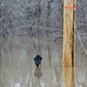 St Louis Flood