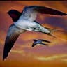 swallows_in_flight