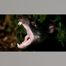 tasmaniandevil