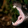 tasmaniandevil