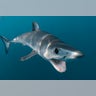 Shortfin Mako Shark