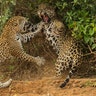 <b>Jaguar vs. Jaguar </b>