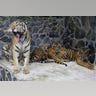 Ire of the Tiger