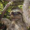 Tree Sloth