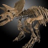 <b>Mounted Triceratops Skeleton</b>